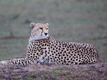 Serengeti Cheetar